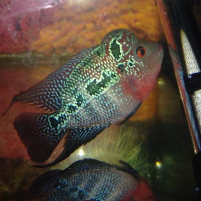 Ikan louhan srd super red dragon