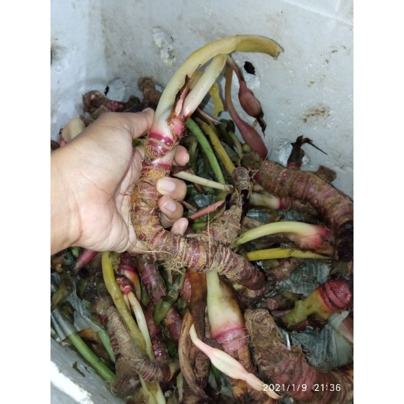 ALOCASIA CUPREA (BONGGOL BESAR)