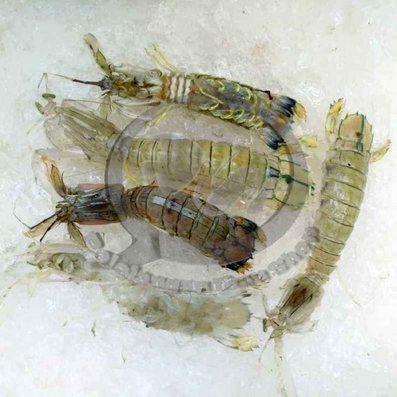 

Udang Ronggeng/Lipan segar @ 1 kg