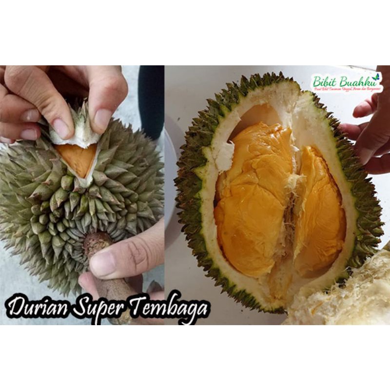 Bibit Buah Durian Super Tembaga Kaki 3 super unggul
