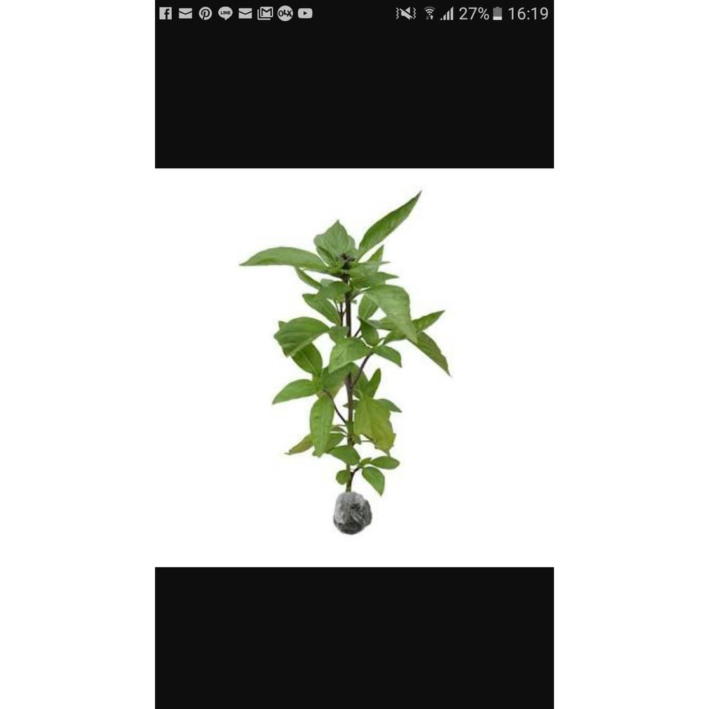 

MURAH MERIAH DAUN THAI BASIL !!!