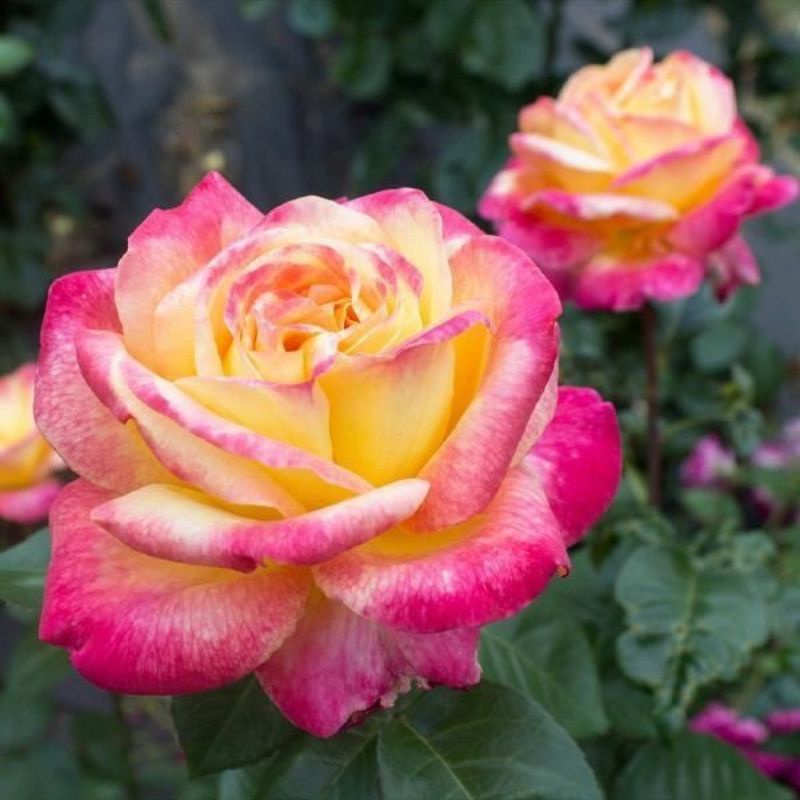 Bunga Mawar Import Summer of Love - mawar import murah-mawar hidup-mawar cantik