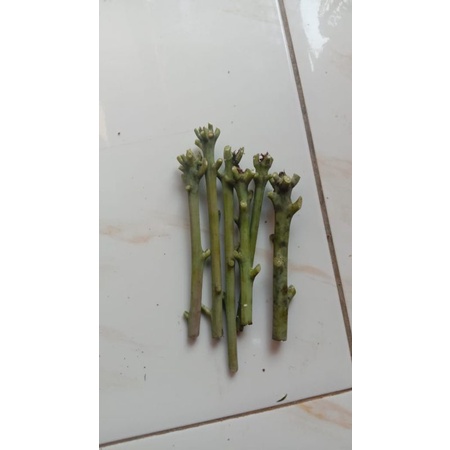 entres mangga Yuwen 6