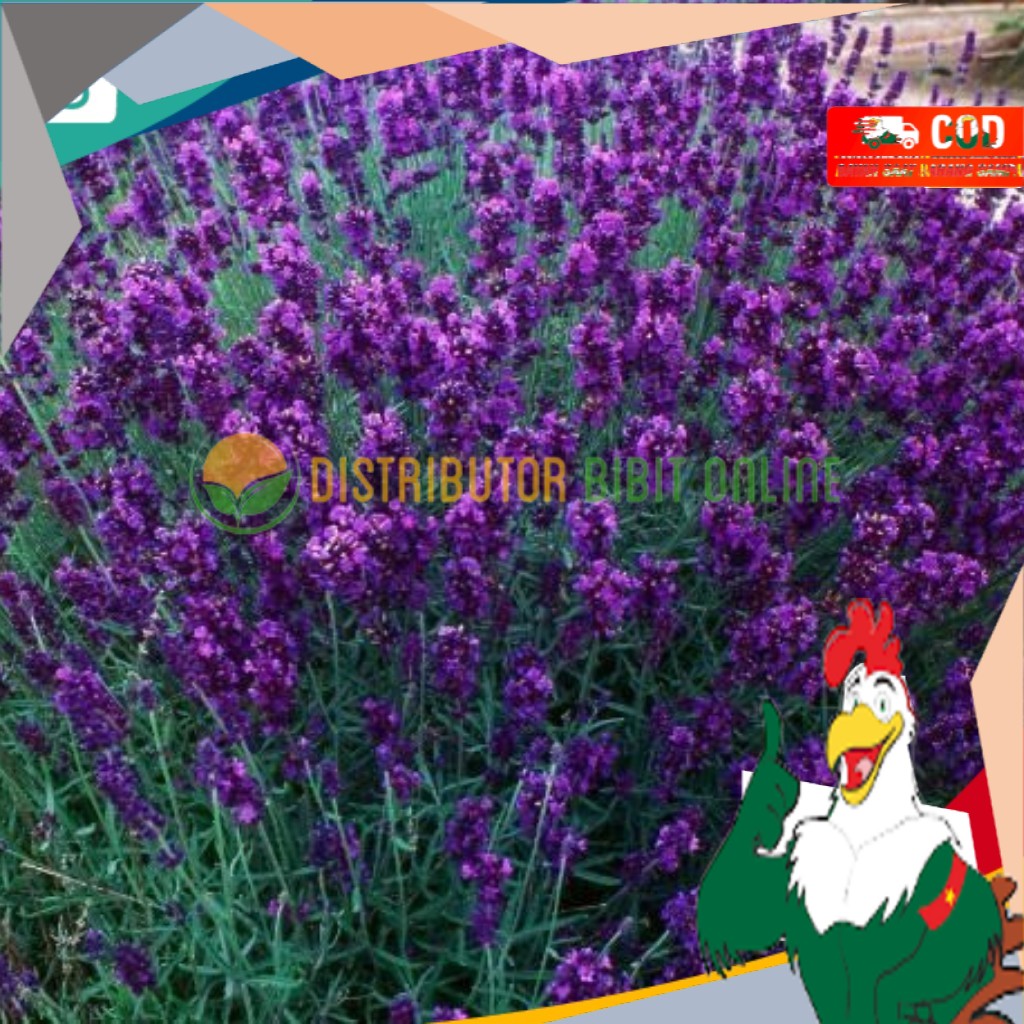 

Bibit bunga lavender Siap Berbuah