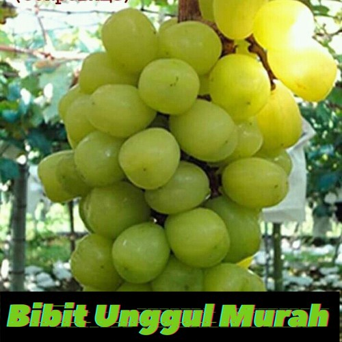 Asli! Bibit Anggur Import Treasure