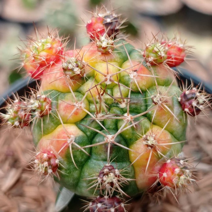 gymnocalycium damsii purple variegata grafting KAKTUS SUKULEN TANAMAN HIAS