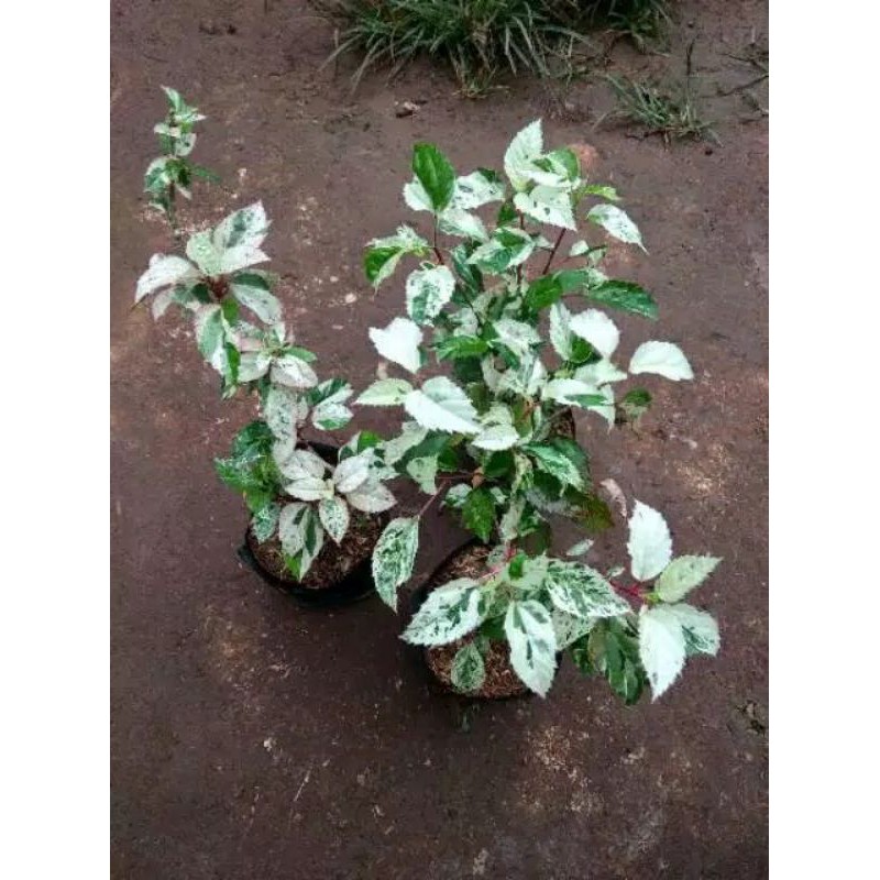 bibit bunga kembang sepatu / pohon kembang sepatu varigata / tanaman hibiscus varigata