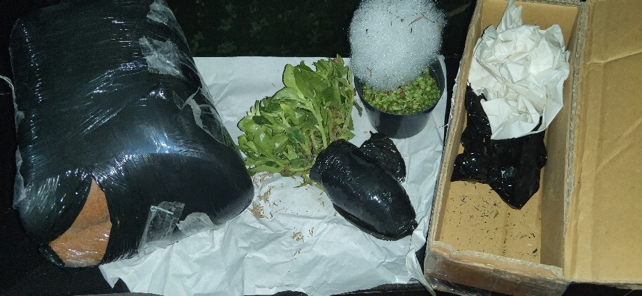 Media Tanam Cocopeat