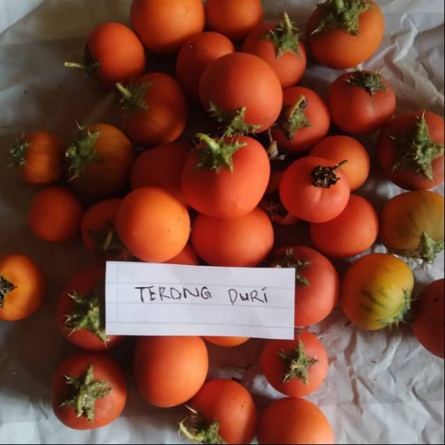 

Herbal terong pare atau terong duri press murah
