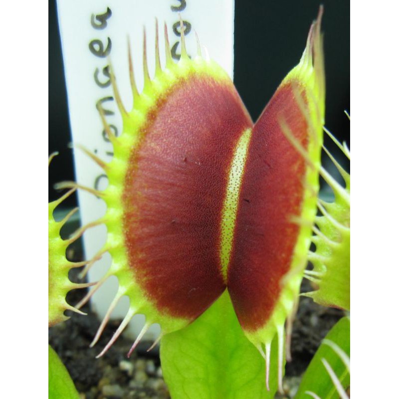Tanaman vft venusflytrap big vigorous medium rimbun