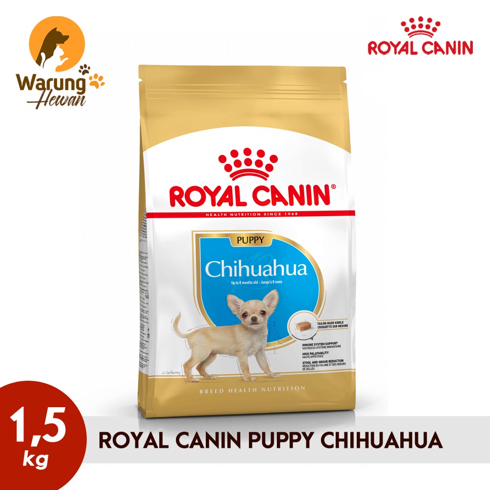 32+ Harga anjing chihuahua asli download