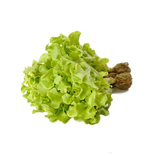 

Sayur Hidroponik Green Oakleaf 250 gr