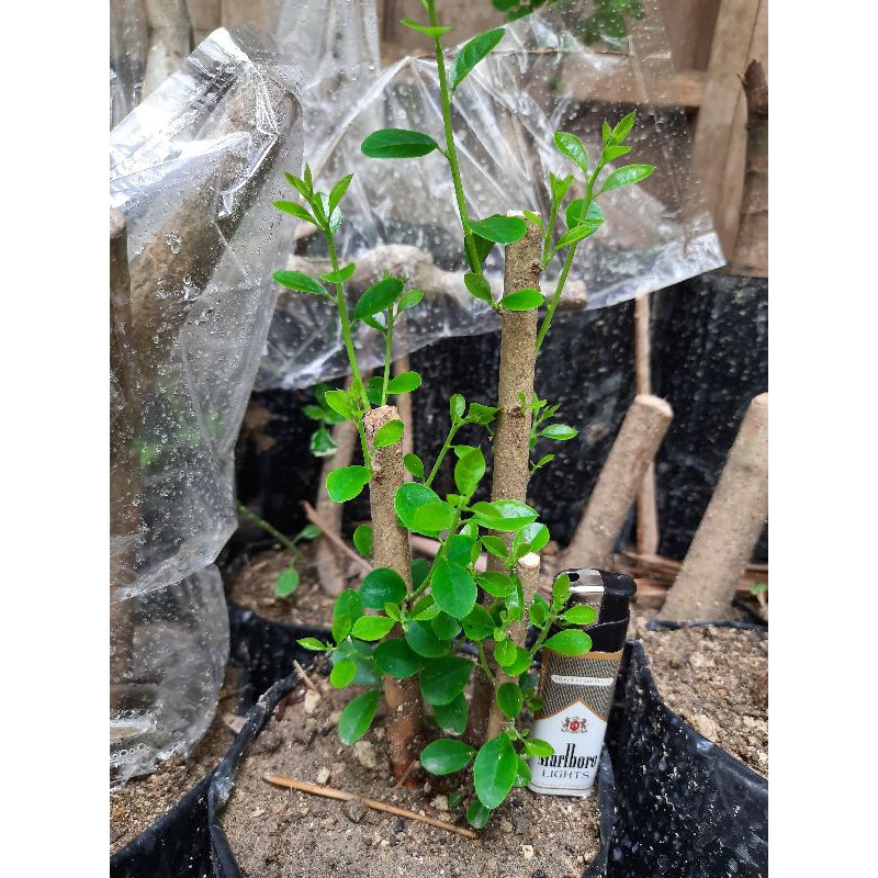 bahan bonsai sisir mame