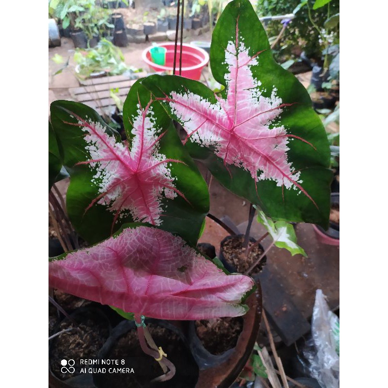 tanaman hias caladium ace of heart-keladi jantung hati