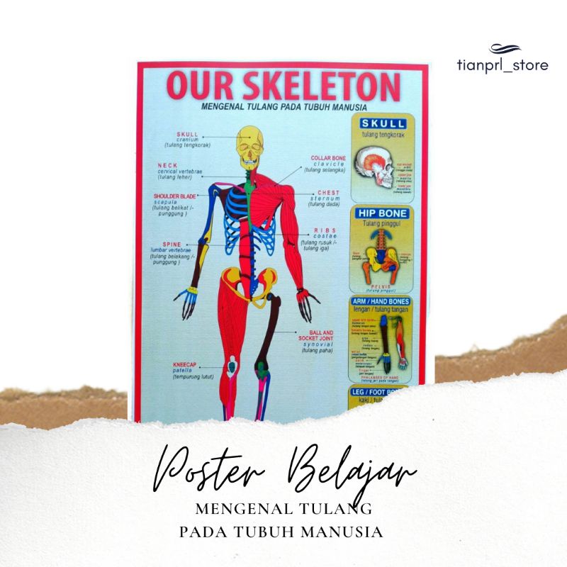 

POSTER BELAJAR MENGENAL TULANG PADA TUBUH MANUSIA