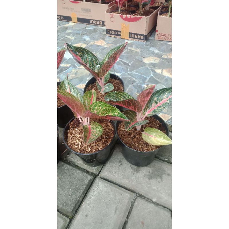 Aglonema Widuri Lilin