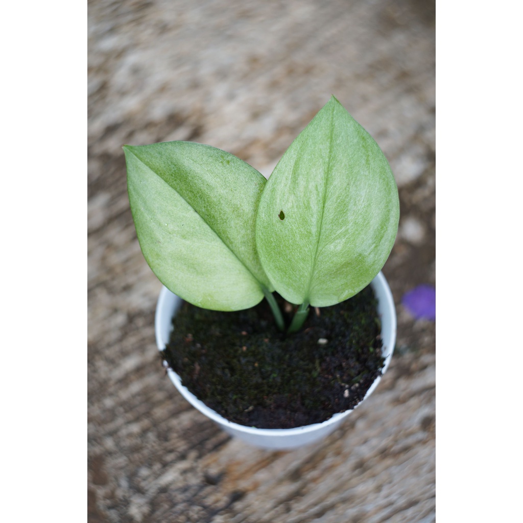 Scindapsus Treubii Moonlight Mint