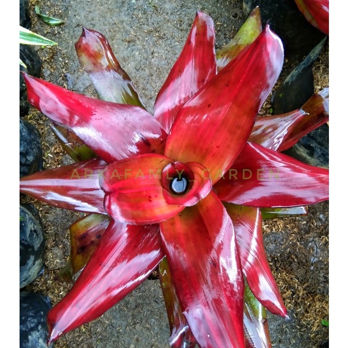 Bromelia black manila/Tanaman bromelia hias