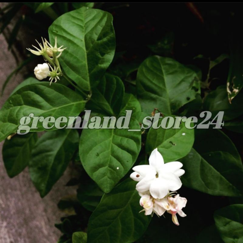 Tanaman hias bunga melati - bunga melati - melati - bunga - bibit pohon melati - bibit tanaman hias