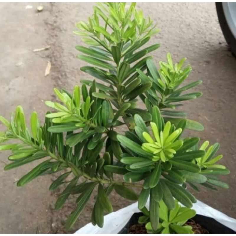 Pohon Lohansung Cincuan Tanaman Hias Bibit Bonsai Lohansung Cincuan Ori