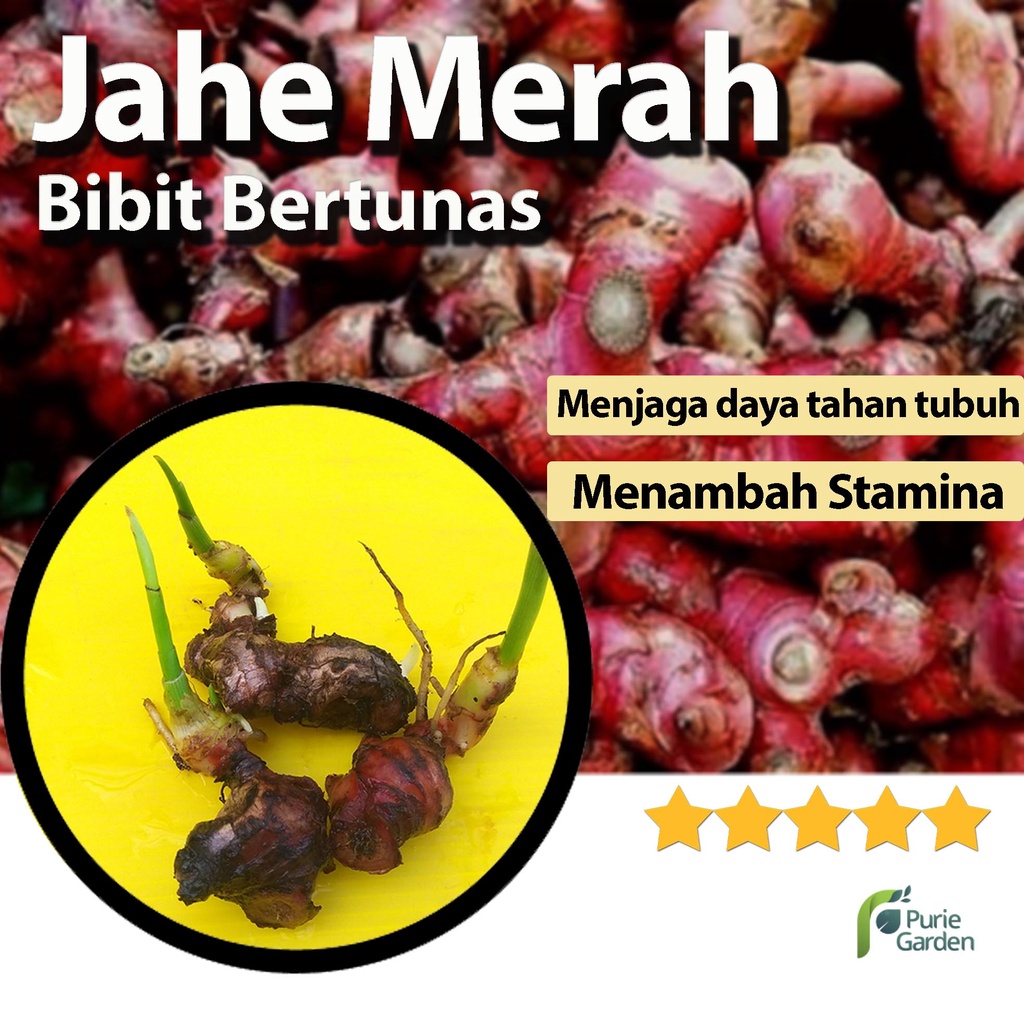 Bibit Jahe Merah Bertunas PG KDR