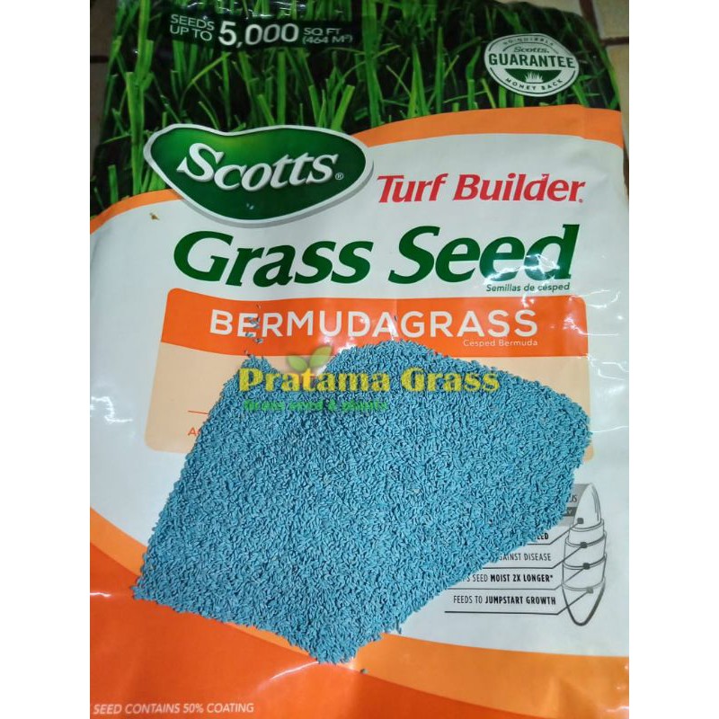 Benih Rumput Bermuda / Rumput Golf (Bermuda Grass) – 10 gram
