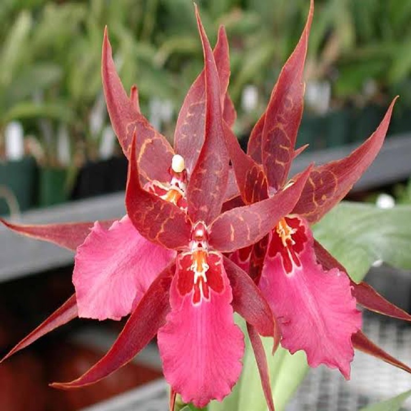 Oncidium Sunday Best Spike