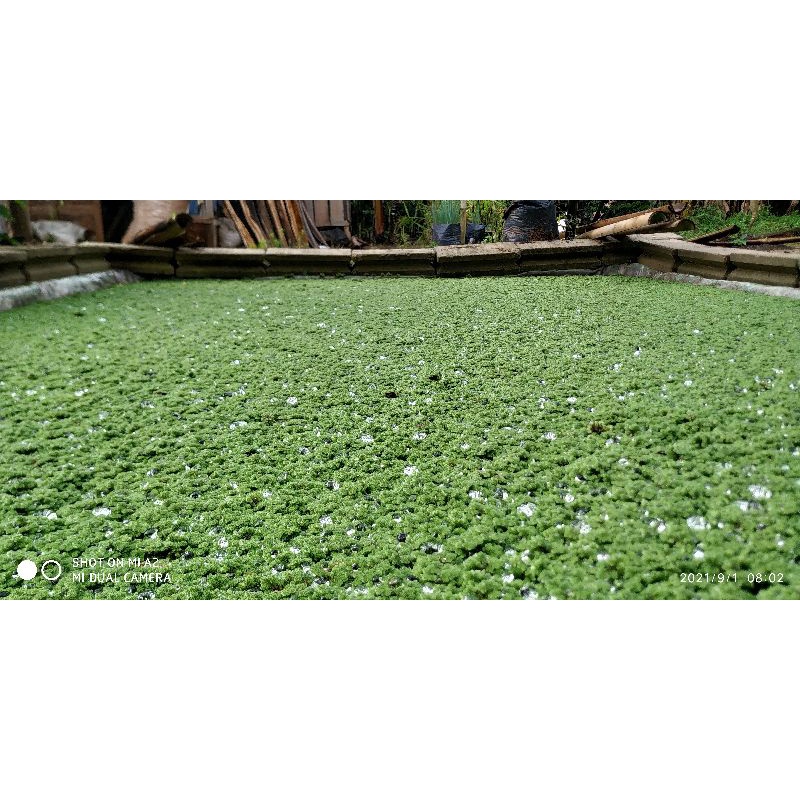 AZOLLA LAMPUNG TIMUR