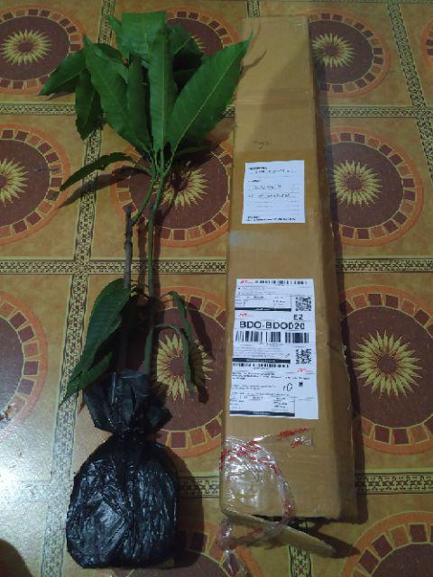 Bibit Buah Mangga Chokanan