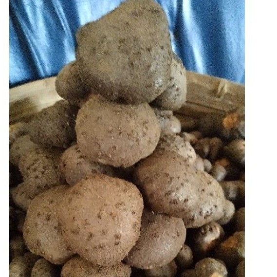 katak porang super asli madiun siap tanam