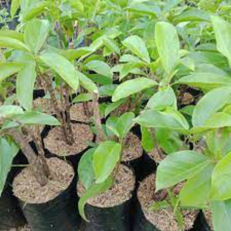 BIBIT CINCAU / CAMCAUH / DAWET BIBIT CINCAU HIJAU BERAKAR