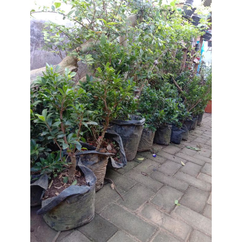 bahan bonsai beringin elegan stok random