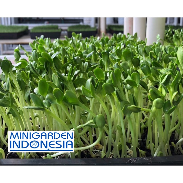 15 benih Sunflower Sprout bibit sayuran sawi sawian sunflower red microgreens salad MGI hidroponik