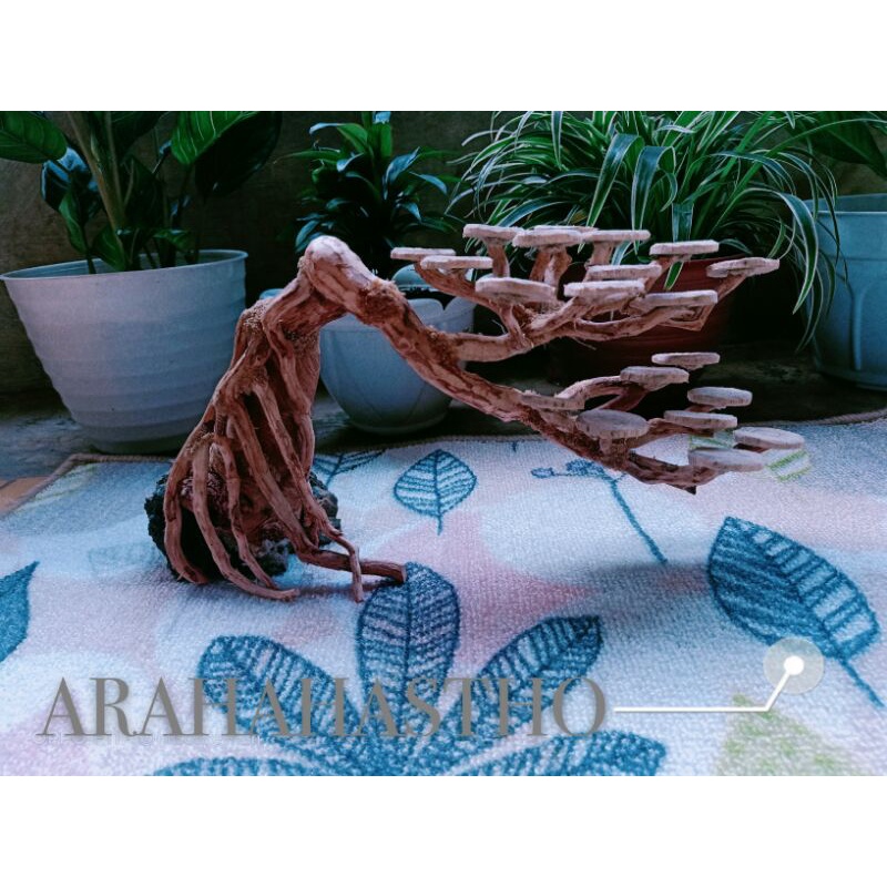 Bonsai Aquascape Doyong