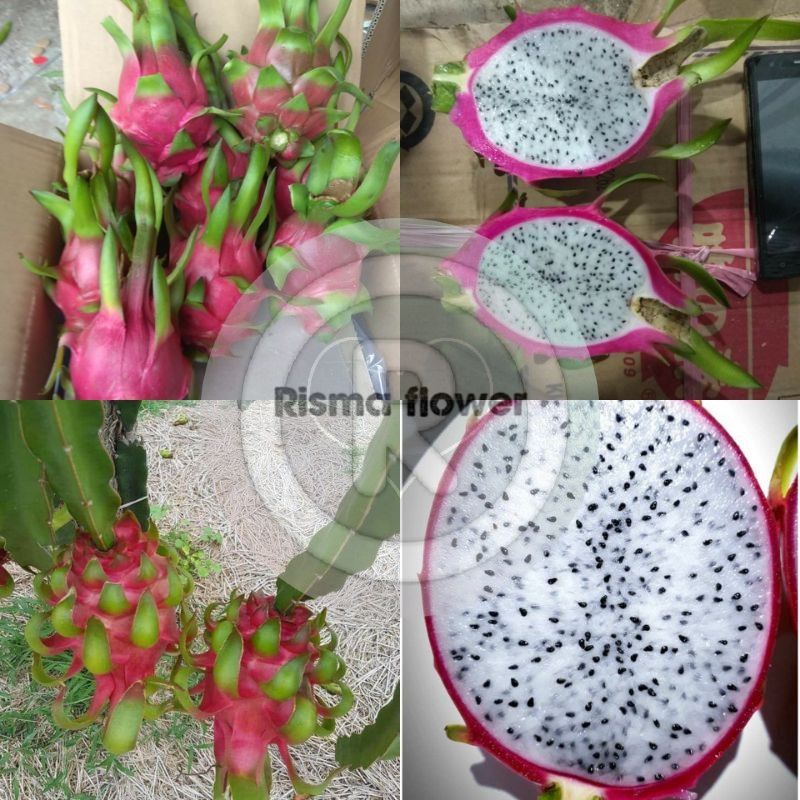 POHON BUAH NAGA ( BUAH NAGA PUTIH ) / TANAMAN BUAH NAGA MURAH