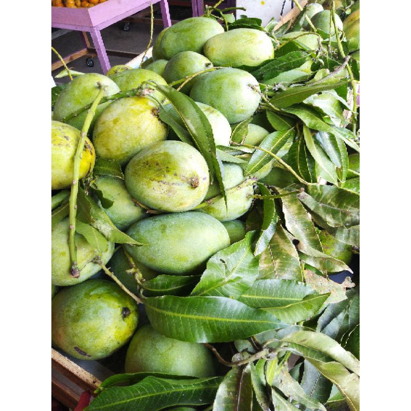 

Mangga harum manis suluhan atau matang pohon
