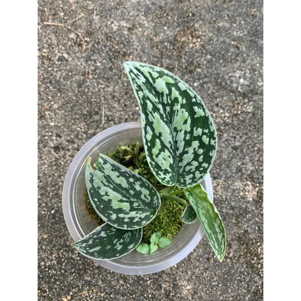 

Skindapsus_treacolor sp