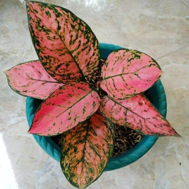 paket kocin camelon / lady valentine / red borjo / red anita / kocin tembaga