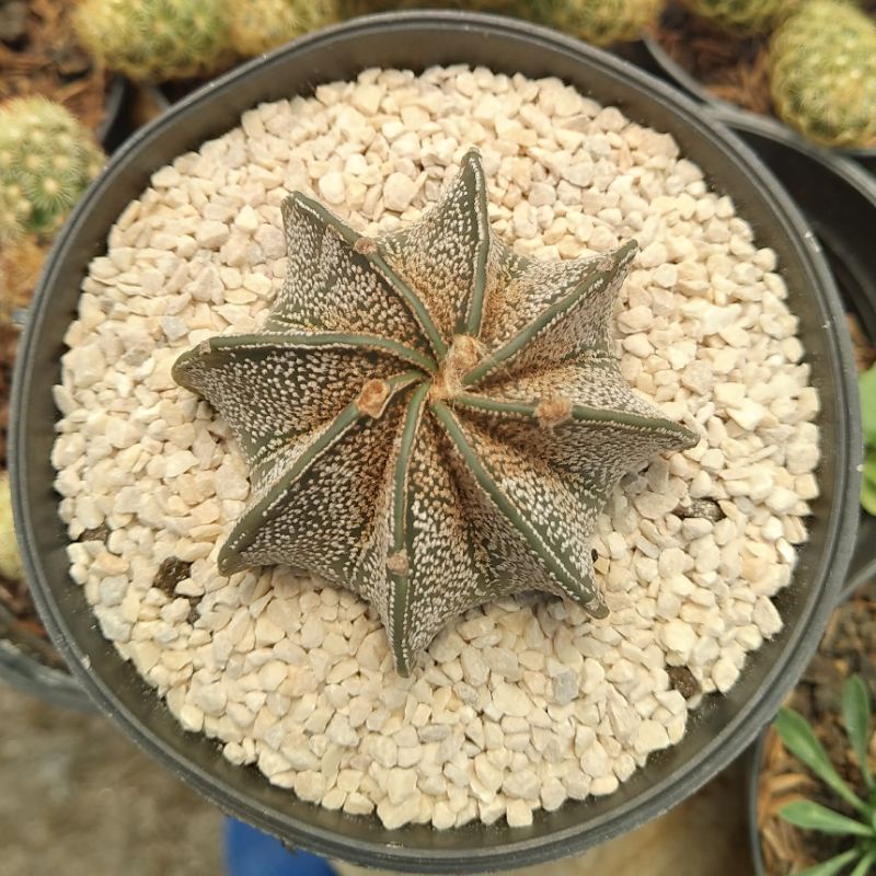 KAKTUS OWNROOT ASTROPHYTUM  CAPRICORNE REALPIC 7CM DARI BIJI IMPORT HIASAN DEKORASI TAMAN RUMAH