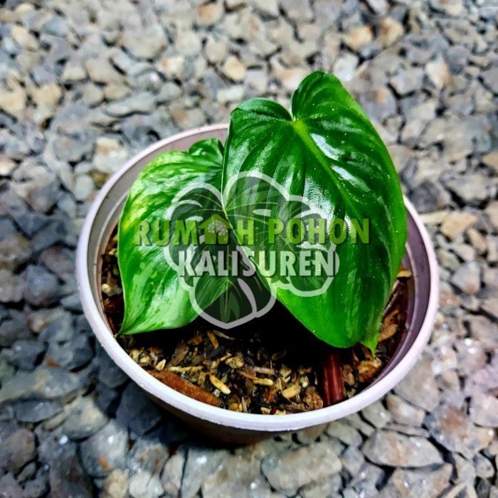 TANAMAN HIAS PHILODENDRON PLOWMANII - PHILO PLOWMANII