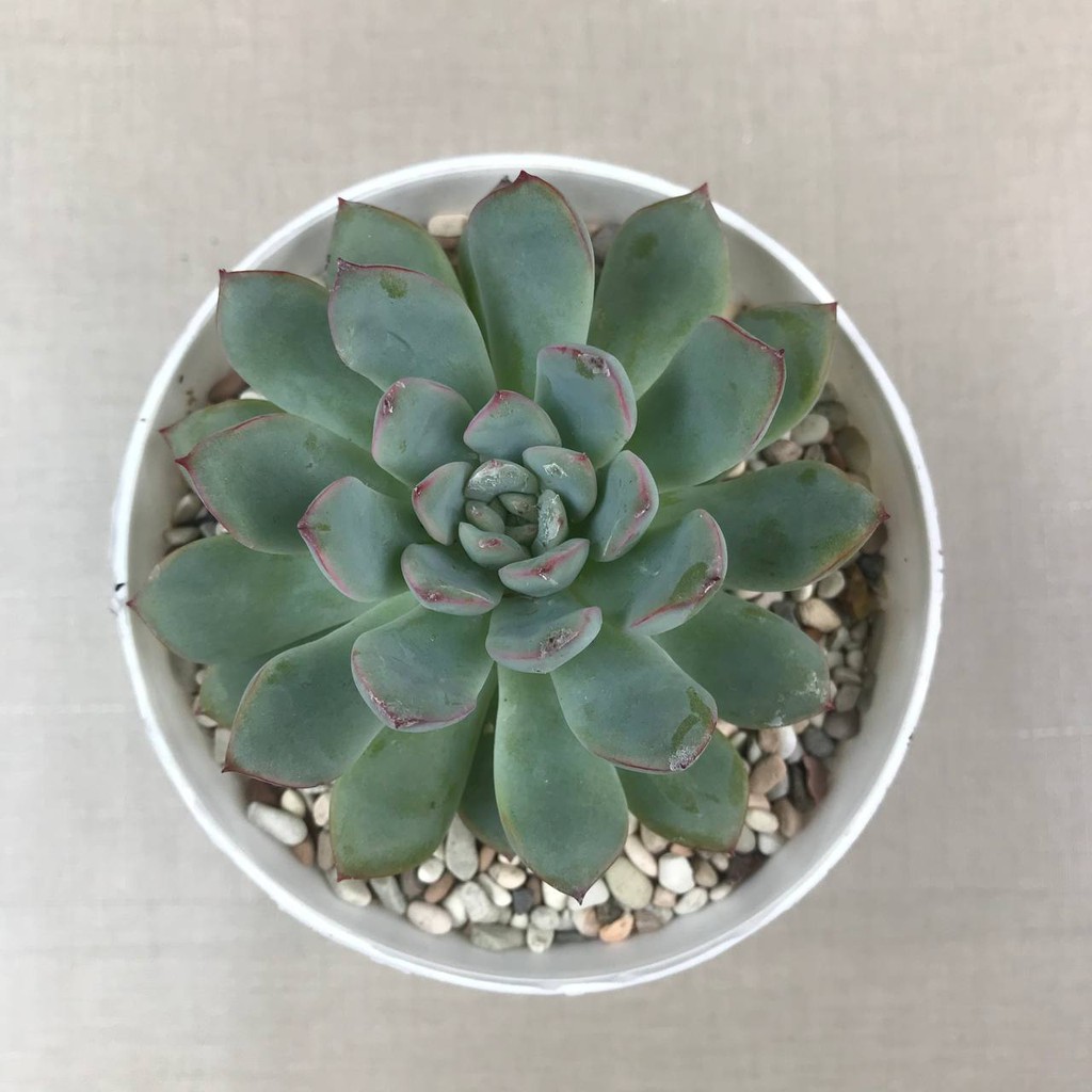 Kaktus sukulen (Echeveria Pink Line) tanaman hias hidup