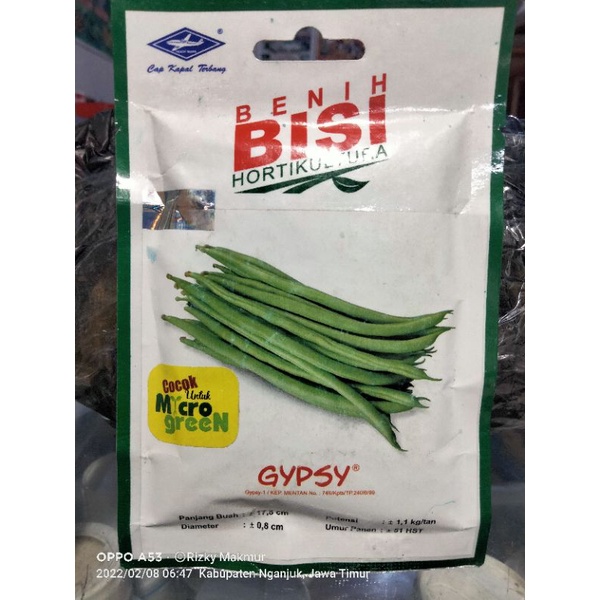 Benih sayuran buncis gypsy