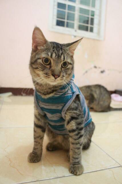 Kaos strip biru abu keren untuk kucing dan anjing / baju kucing murah size S M L XL