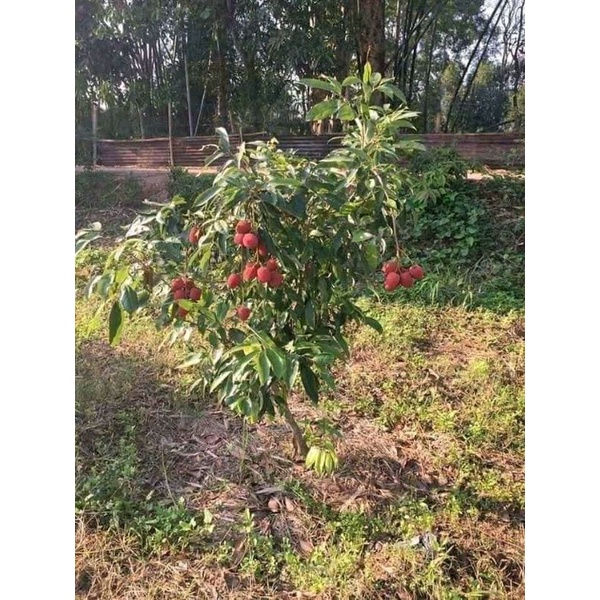 Bibit leci merah/com jumbo ready calon bunga