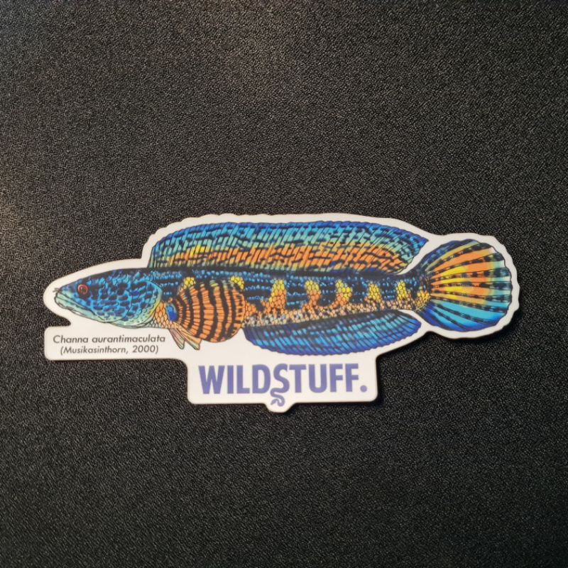 

STIKER IKAN CHANNA AURANTI PREMIUM