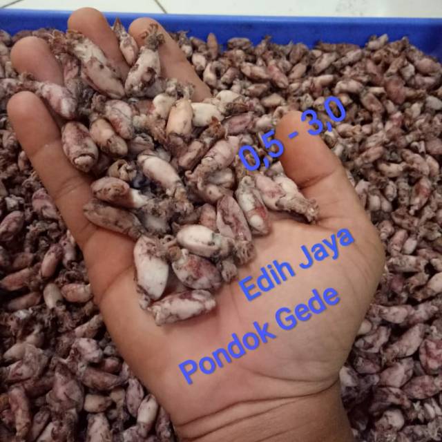 

Cumi Baby Kering Netto 1 Kg Ukuran 0.5-3 Cm