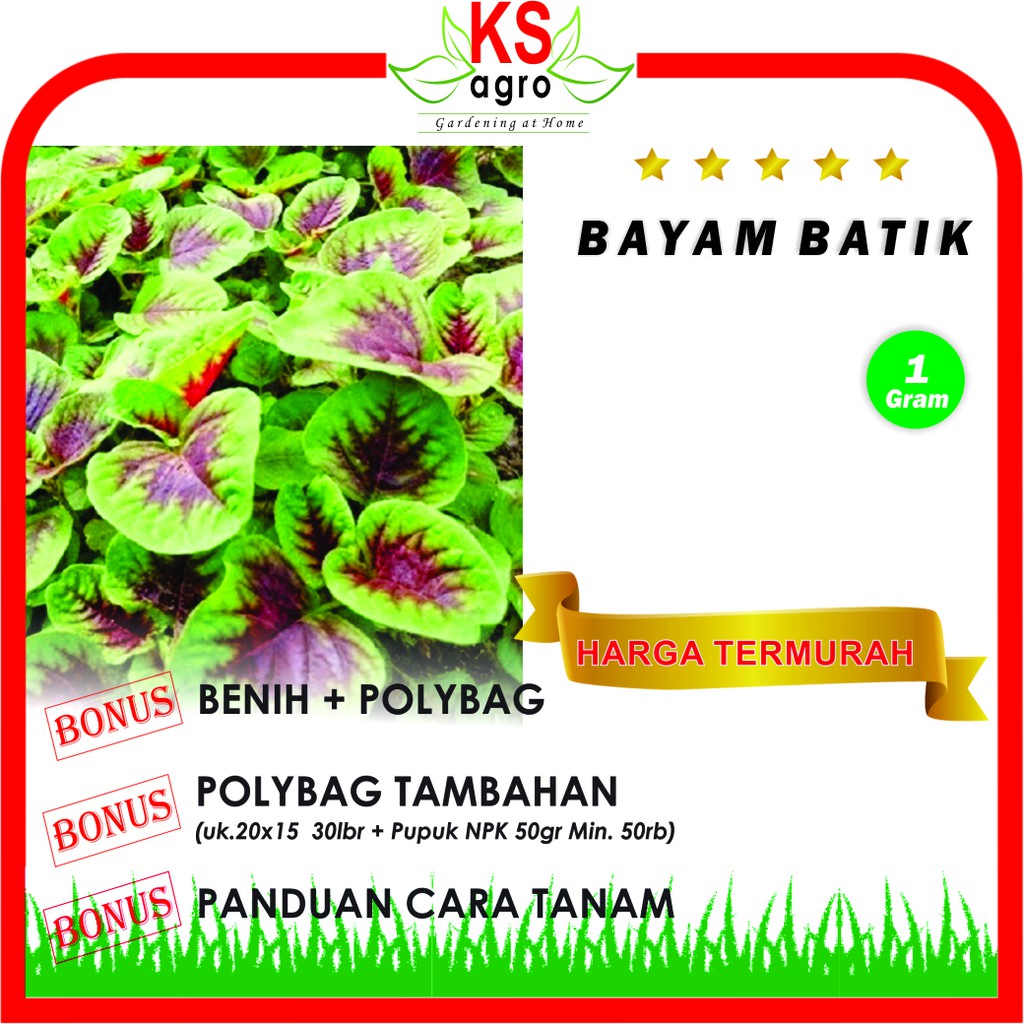 BENIH BAYAM BATIK BIBIT SAYURAN UNGGUL