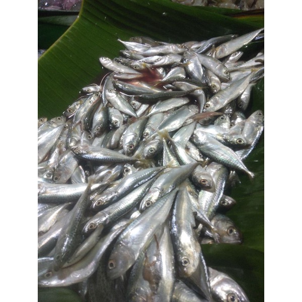 ikan Banjar kecil kecil