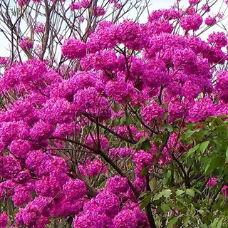 10 Bibit Bunga Pohon Tabebuya Warna Magenta Soft Shopee 10 Bibit Bunga Pohon Tabebuya Warna Magenta Soft Shopee
