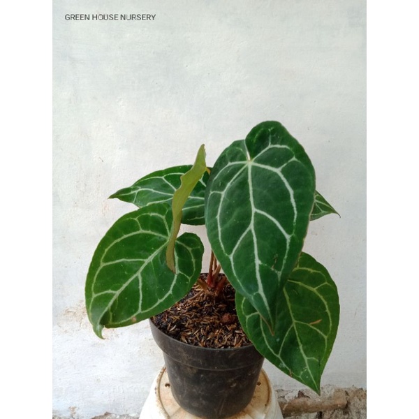 tanaman hias anthurium kuping gajah - pohon kuping gajah - anthurium crystalinum